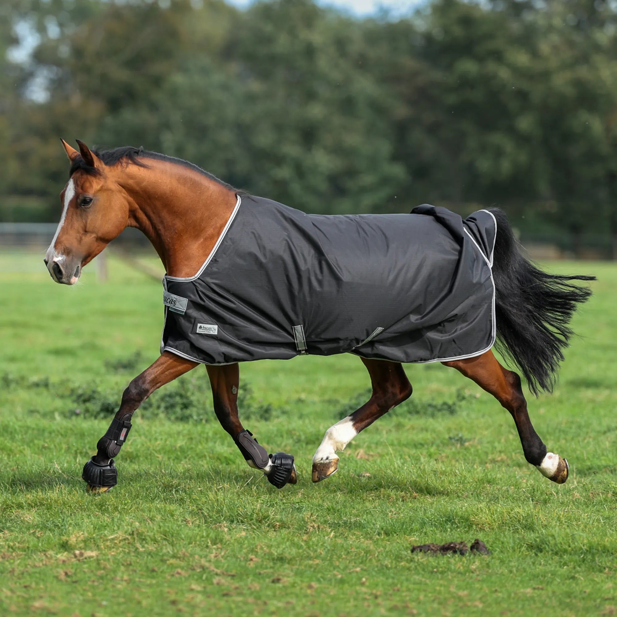 Turnout Rugs