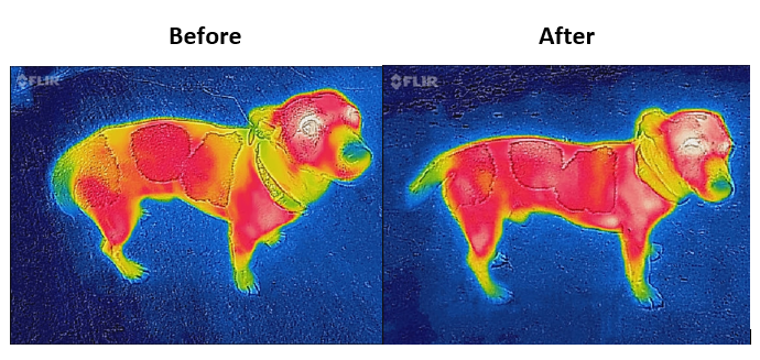 Bucas Therapy Dog Rug