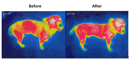 Bucas Therapy Dog Rug