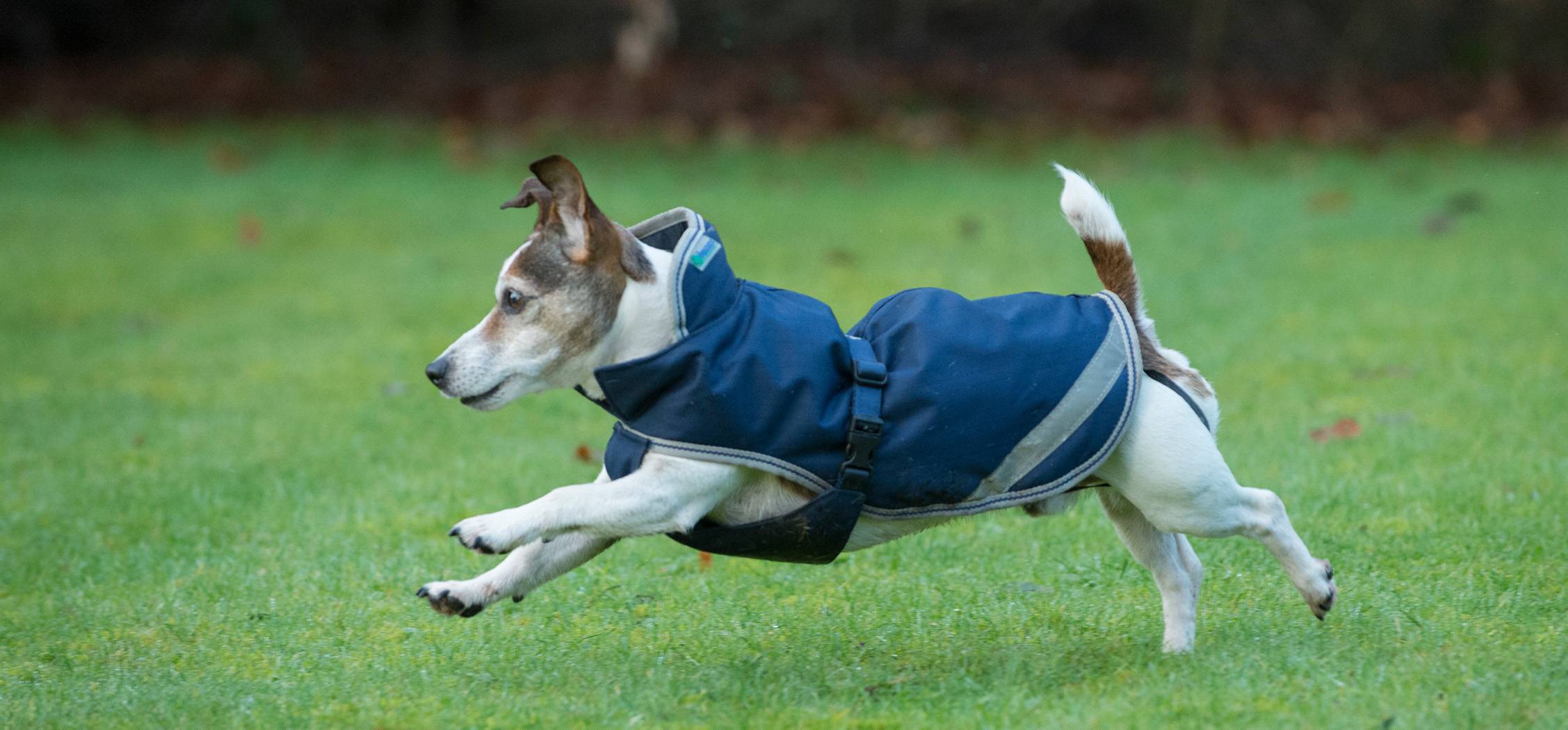 Bucas Freedom Dog Rug