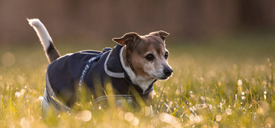 Bucas Freedom Dog Rug