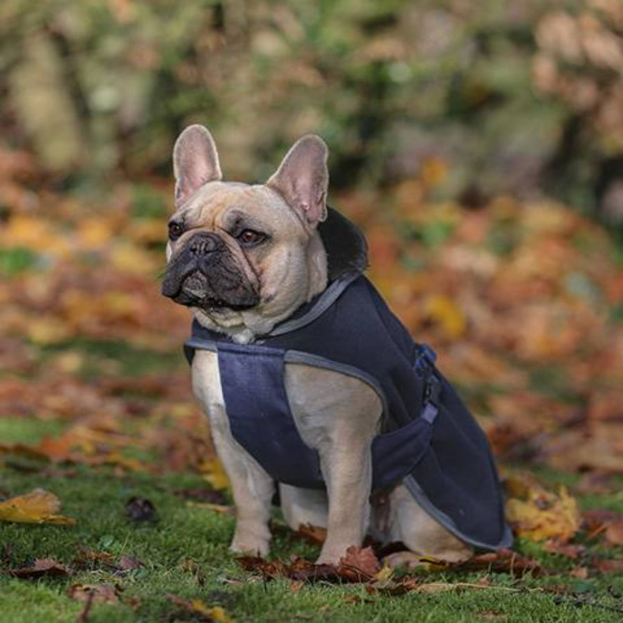 Bucas Show-Line Dog Rug